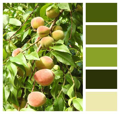 Peaches Fruit Peach Tree Image